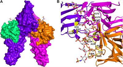 Glycosaminoglycan-Protein Interactions and Their Roles in Human Disease